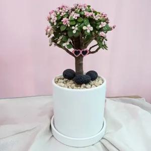 은행목 best seller 썬글라스낀 핑크 아악무 꽃말:기쁜소식 리본메세지 무료