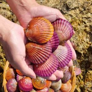 통영 홍가리비 2kg (50미내외)