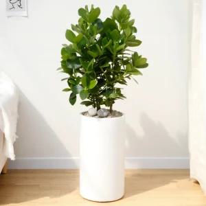 크루시아 공기정화식물 개업축하화분 집들이화분 전국꽃배달 