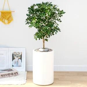 오렌지자스민 공기정화식물 개업축하화분 집들이화분 전국꽃배달 