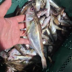 알배기 생물 비손질 도루묵 도로묵 1kg 8-12미