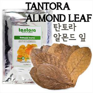탄토라 알몬드 잎 13~18cm (10 Leaves) 수질관련제/블랙워터/네이쳐/안시/아도케타/아피/CRS
