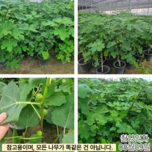 무화과나무 승정도후인 무화과 화분 결실주 묘목 대과종 정원과일나무 유실수 (목하원예조경)