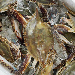 [통영수산물시장] 연평도 숫꽃게(급냉) 3kg 12~15미내외