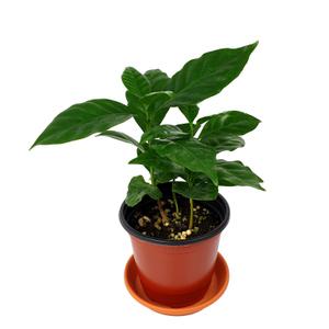 공기정화 식물 허브 키우기 커피나무 10cm