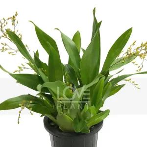 환타지아난(노란색꽃) 온시디움 초콜렛 향기 난 키우기 서양난 난초 꽃 화분