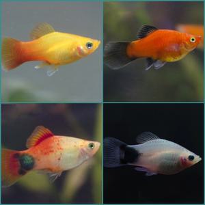 열대어 플래티10마리 랜덤