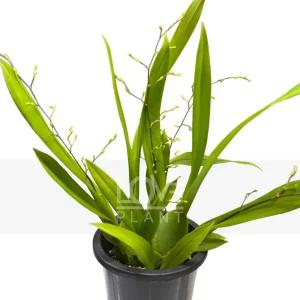 환타지아난(분홍색꽃) 온시디움 초콜렛 향기 난 키우기 서양난 난초 꽃 화분