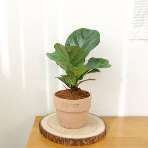 갑조네 떡갈나무