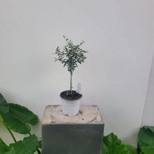 실내공기정화식물 가드닝 핫도그수형 올리브나무 외목대 소품 20-35cm 79