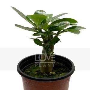 석화 소품 사막장미 구근 아데니움 오베숨 미니 바오밥 나무 다육 식물