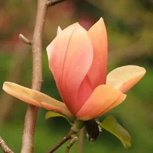 플라밍고 목련나무 접목 1년 묘목 신품종 핑크 플라밍고 목련 봄꽃 정원조경나무 노지월동 (목하원예조경)