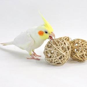  등나무공 라탄볼 6cm 앵무새 장난감 뜯기 입질 놀이 훈련 용품 천연재료 자연주의 DIY 재료 스트레스 해소 운동효과