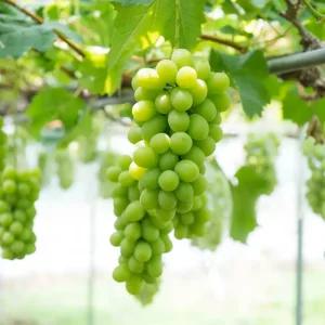 [충북농원] 샤인머스켓 포도나무 묘목 - R3~R4/분묘