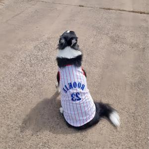 강아지 쿨링 레드 줄무늬 농구 유니폼 2XL 애견용품