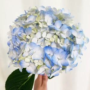 오후의 꽃 생화 수국 한송이 꽃다발 생화택배 꽃배달싼곳 양재꽃시장