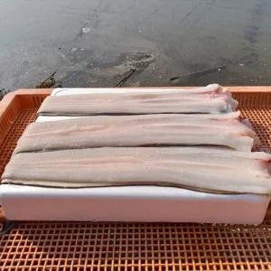 국내산 통영 바다장어 2kg