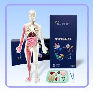 YES-H1 인체 모형 해부학 키트 투명 장기 기관 근육 골격 모형 말랑한 촉감