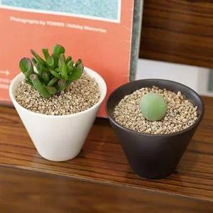 키우기쉬운 플랜테리어 도자기 집들이 다육식물 키트 식물인테리어