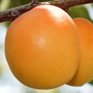 [충북농원] 귀양금 살구나무 묘목 - R2/분