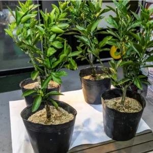 한라봉 묘목 천혜향 레드향 감귤 금귤 무늬 낑깡 레몬 나무