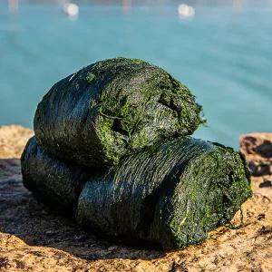 완도 냉동 세척 매생이100gx6팩