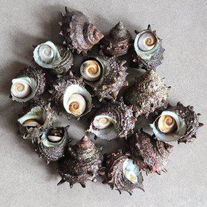 [맛군]통영 산지직송 자연산 뿔소라 1kg (kg당 7-14미내외)