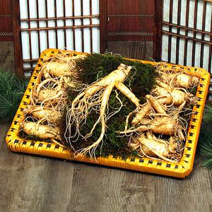 [풍기인삼] 5년근 수삼 1채 750g (7~8뿌리) / 쇼핑백 증정