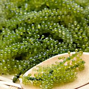 톡톡 터지는 식감_ASMR푸드 바다포도(우미부도)100gx2팩