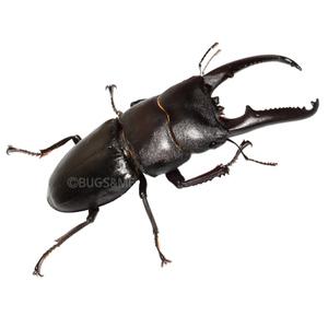 넓적사슴벌레 수컷 중형 45~59mm