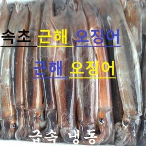 생물 냉동 오징어 小몸통16cm이상 7마리  진공급냉