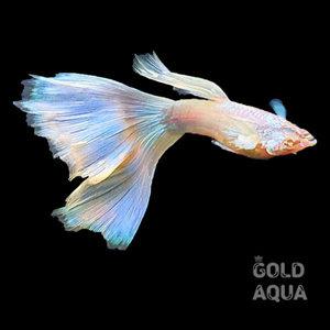 알비노 모스크블루 구피 숫2+암2 / 알비노 EMB