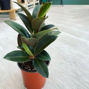 [미스터허브]멜라닌고무나무 실내식물 화분 꽃 키우기쉬운식물 키우기