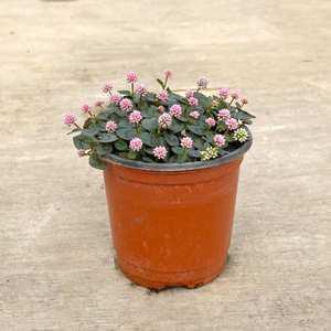 갯모밀 갯메밀 소형 모종 행잉 덩굴 지피식물 노지월동