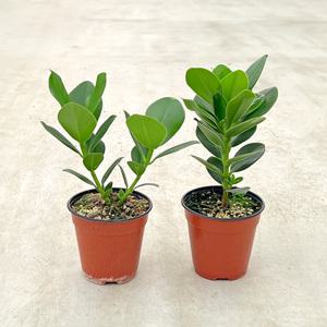 크루시아 중형 모종 인테리어 공기정화식물