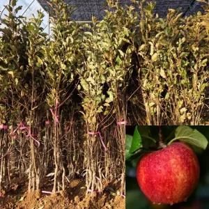 사과나무 감홍 (2중접목1년생) 특묘 사과묘목 과수 유실수