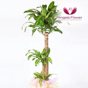 [엔젤스플라워] 행운목 특대형 관엽식물 공기정화 전국 꽃배달서비스