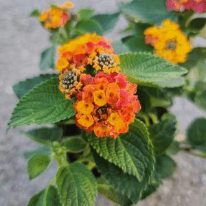 란타나 칠변화 난타나 야생화 정원 화분 연중 사계절꽃