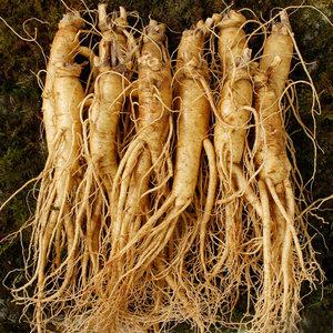 백년청우 풍기인삼 6년근 원수삼 12~15뿌리내외 750g