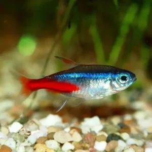 네온테트라 100마리 알록달록 예쁜 열대어 물고기 작은 어항에도 좋아요 