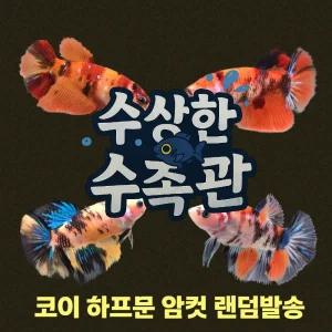 [수상한수족관] [하프문베타 ] 코이 하프문 베타암컷/ 1마리 /색상 랜덤발송