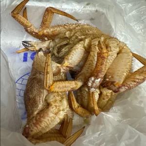 북해도 털게 활 북해도산 털게, 생물 털게, 1kg(3-4미 내외)