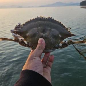 국내산 활꽃게 3kg 자연산 당일어획 서해안 암수랜덤 