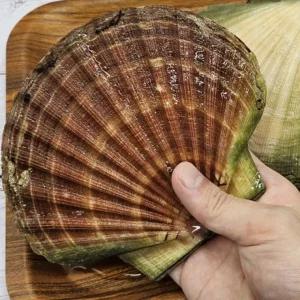 [Fluxi]  대왕 가리비 3kg