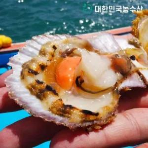 [대한민국농수산]국내산 제철 홍가리비 2kg 외 특품 가리비