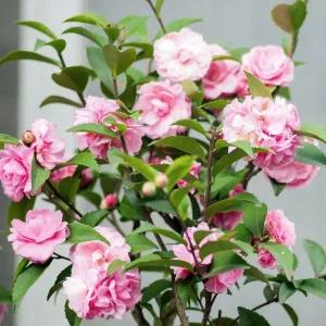 분홍겹동백 서향동백 동백나무 7치 포트묘 겹꽃 겨울나무 조경수 묘목