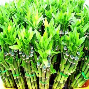 포도밭 개운죽12~100cm (행사20개) 행운목 산세베리아