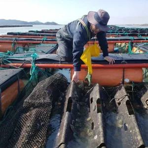 맑은 바다 미역을 먹고 자란 완도 보물 대전복 12-14미 1kg / 선물세트