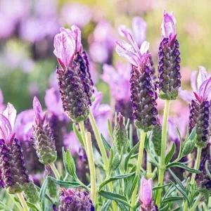 [RG29M296]꽃씨앗 야생화 꽃씨 종자 허브 키우기 100립