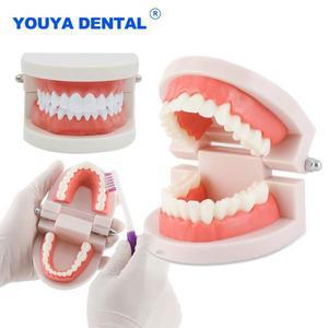 성인 Typodont 데모 틀니 모델 표준 치아 치과 실험실 교육용 재료 학습 클리닉 악기